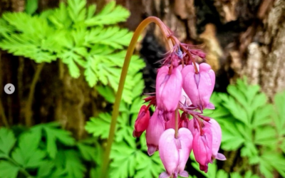 Visit a Permaculture Plan Nursery in Olympia WA