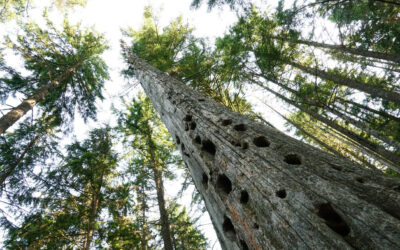 Comment by May 6 – DNR Wants to Clearcut 90-Year Old Legacy Forest in the Name of “Forest Health”