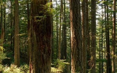 Firvana Timber Sale Re-paused