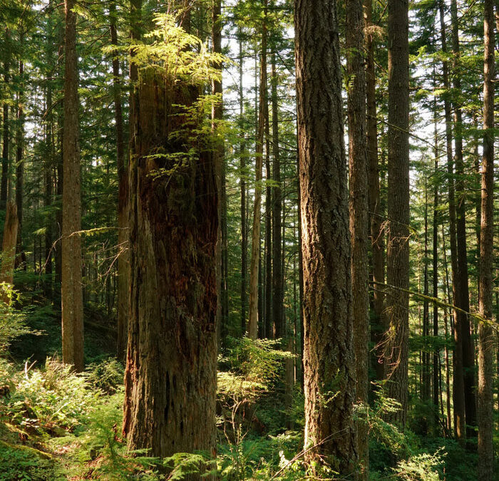Firvana Timber Sale Re-paused