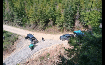 Tree Sitting to Save Old Trees
