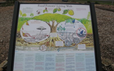 Permaculture Inspirations for the New Year