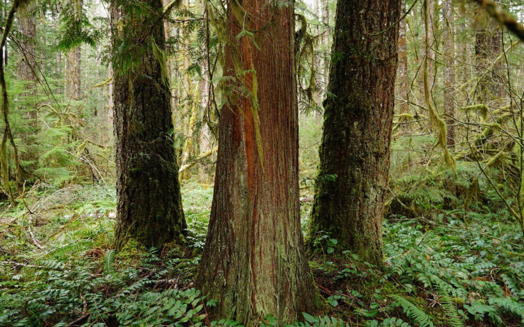 100 Year old trees at Risk – a win