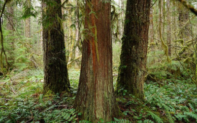 100 Year old trees at Risk – a win