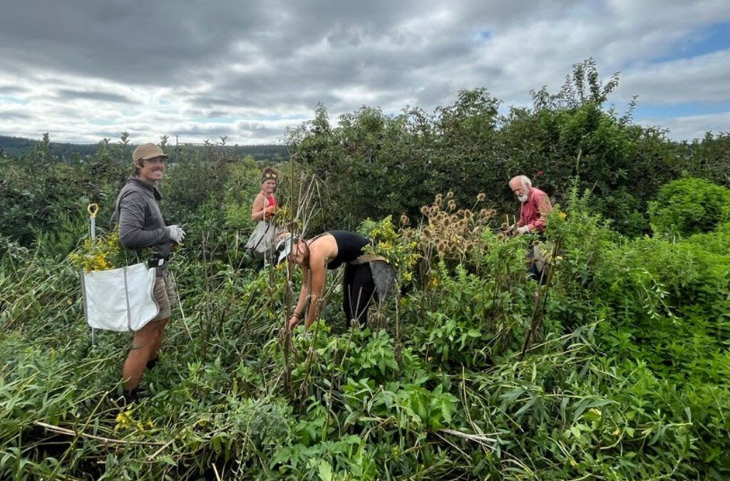 Learn  Regenerative Medicinal Herb Farming with Skeeter – Farm Day Volunteer Work Parties 