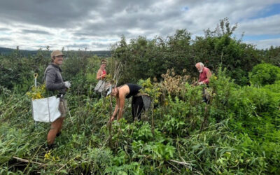 Learn  Regenerative Medicinal Herb Farming with Skeeter – Farm Day Volunteer Work Parties 