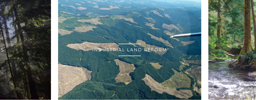 Oregon Forest Destruction Plan Announced by BLM