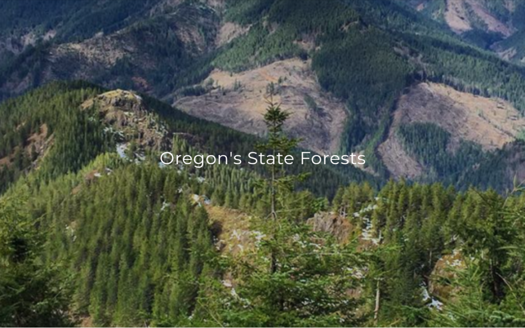 Forest Watch: NW Forests at Risk