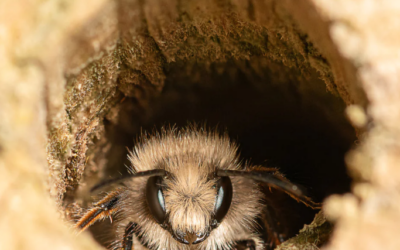 Free Mason Bees Need Home