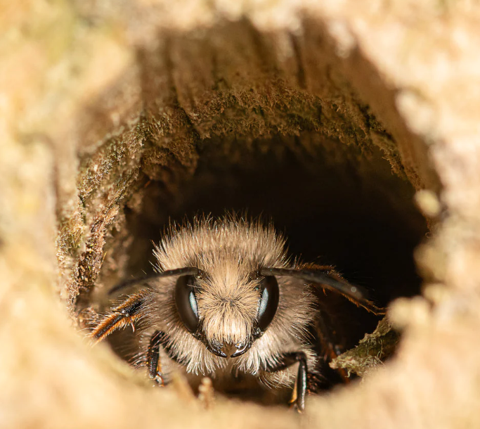 Free Mason Bees Need Home