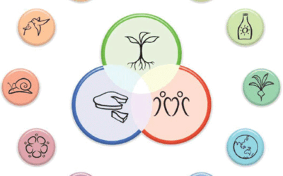 Catch, Store, Thrive: Building Resilience with Permaculture Principle 2