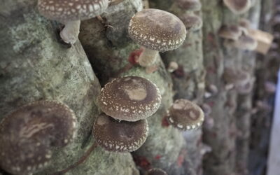 Forest-grown shiitake for diversified farms WSU April Workshop 2026