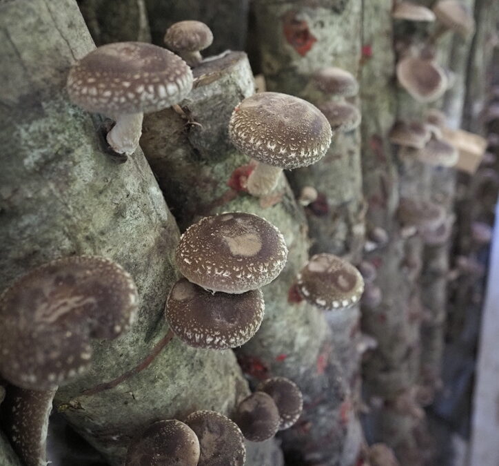 Forest-grown shiitake for diversified farms WSU April Workshop 2026