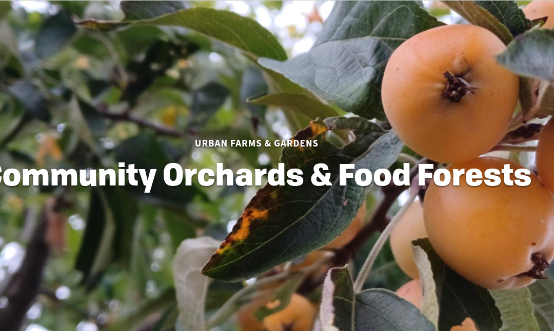 Apply for Tilth Alliance’s Free Community Food Forest Program