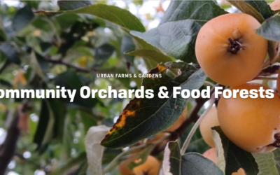 Apply for Tilth Alliance’s Free Community Food Forest Program Apply for Tilth Alliance’s Free Community Food Forest Program